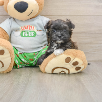Best Morkie Baby