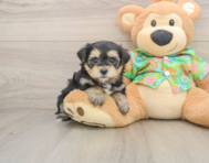 5 week old Morkie Puppy For Sale - Premier Pups