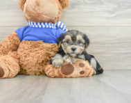 6 week old Morkie Puppy For Sale - Premier Pups