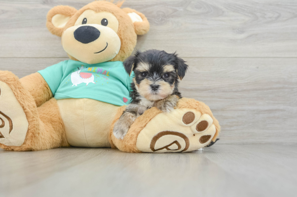 6 week old Morkie Puppy For Sale - Premier Pups