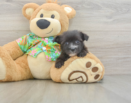 7 week old Morkie Puppy For Sale - Premier Pups