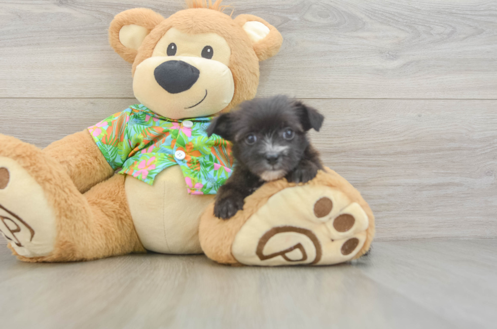 6 week old Morkie Puppy For Sale - Premier Pups