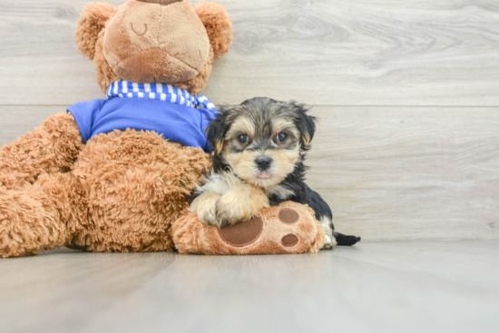 Fluffy Morkie Designer Pup