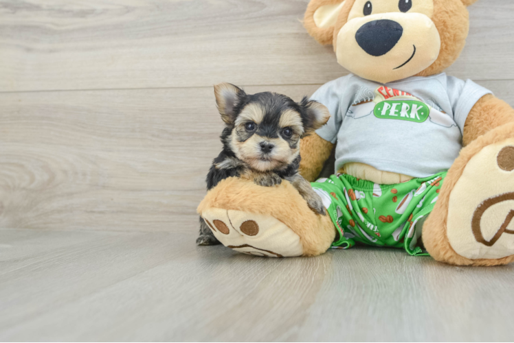 Morkie Pup Being Cute