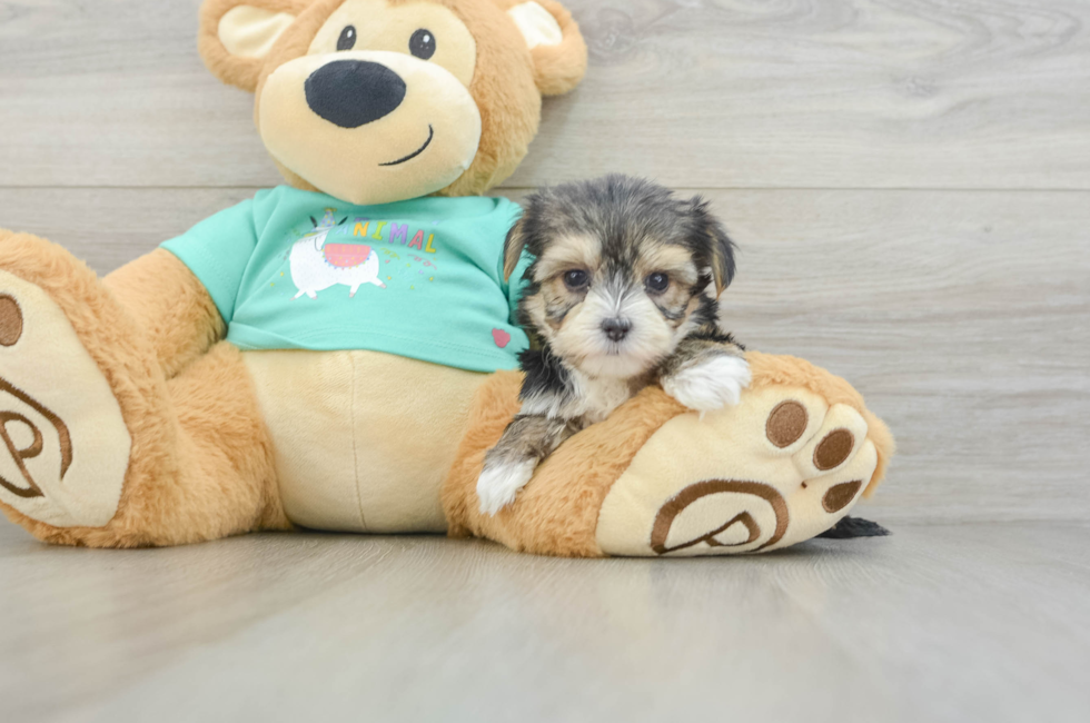 5 week old Morkie Puppy For Sale - Premier Pups