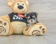 7 week old Morkie Puppy For Sale - Premier Pups