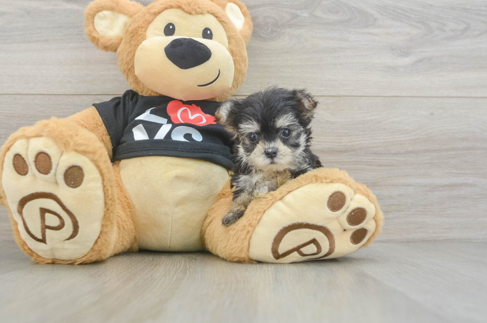7 week old Morkie Puppy For Sale - Premier Pups