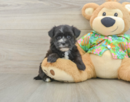 6 week old Morkie Puppy For Sale - Premier Pups