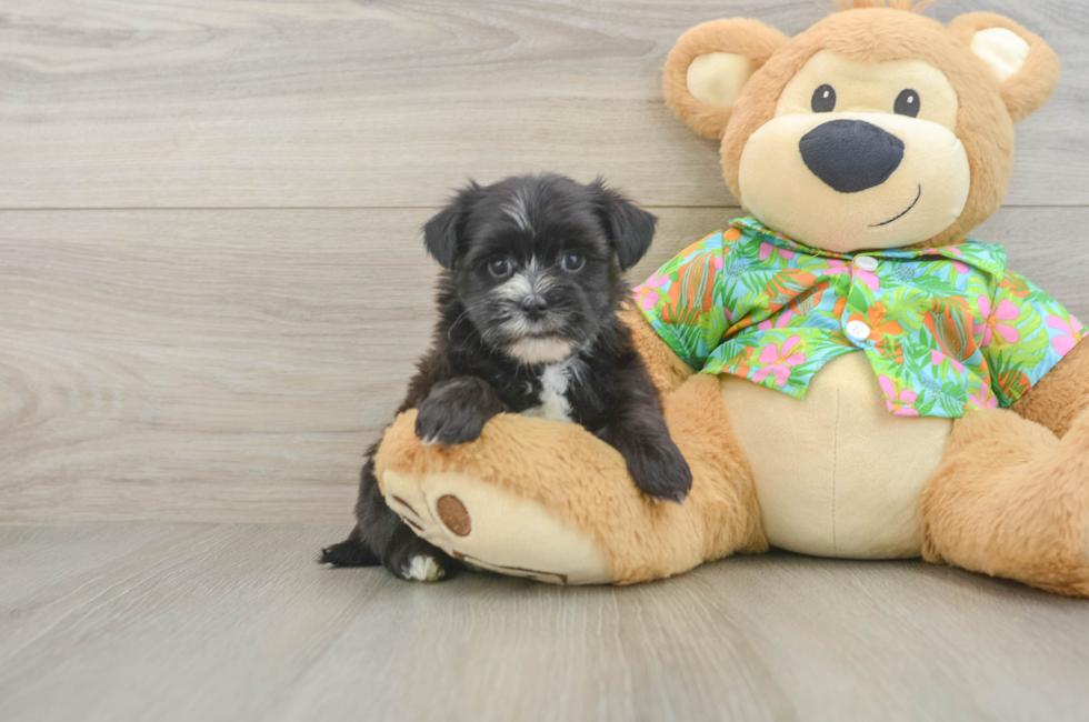 6 week old Morkie Puppy For Sale - Premier Pups