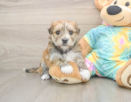 5 week old Morkie Puppy For Sale - Premier Pups