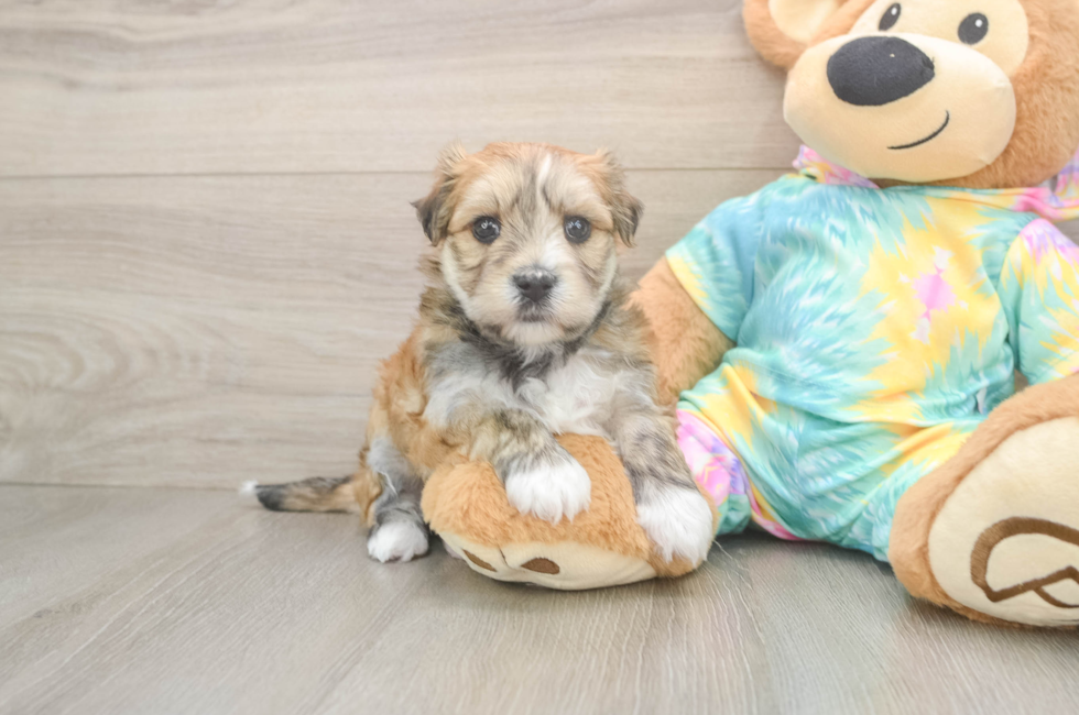 5 week old Morkie Puppy For Sale - Premier Pups