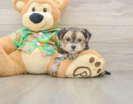 5 week old Morkie Puppy For Sale - Premier Pups
