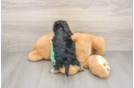 Happy Morkie Baby