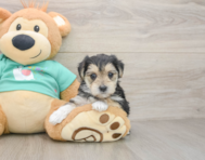 6 week old Morkie Puppy For Sale - Premier Pups