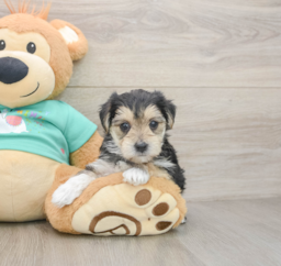 8 week old Morkie Puppy For Sale - Premier Pups