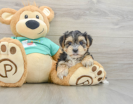 5 week old Morkie Puppy For Sale - Premier Pups