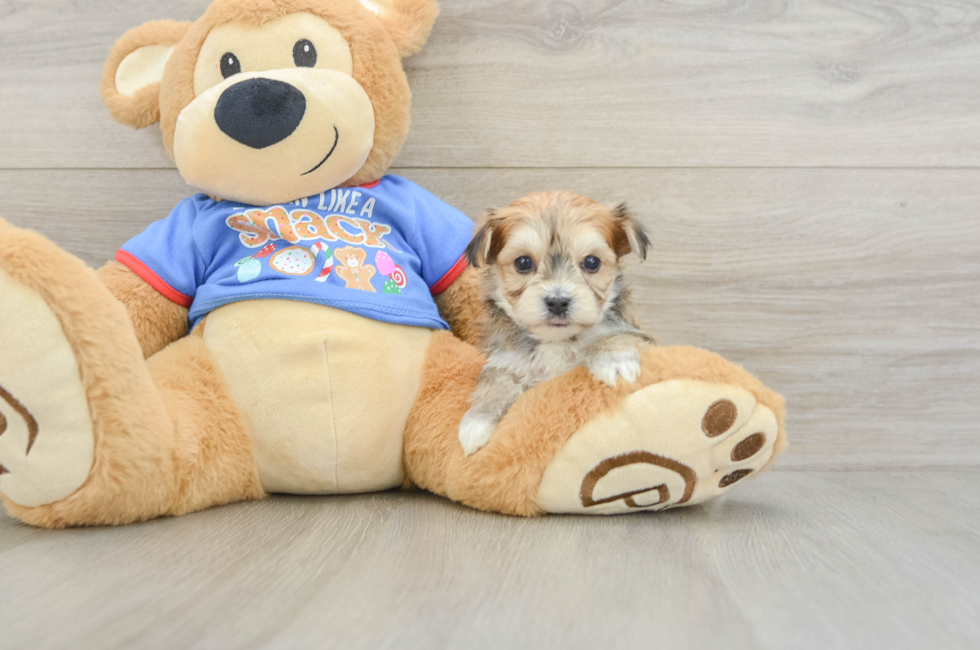 5 week old Morkie Puppy For Sale - Premier Pups