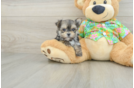 Adorable Maltese Yorkie Mix Designer Puppy