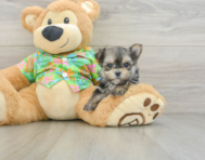 5 week old Morkie Puppy For Sale - Premier Pups