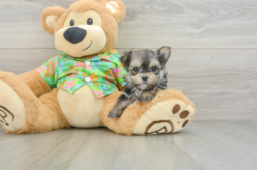 6 week old Morkie Puppy For Sale - Premier Pups