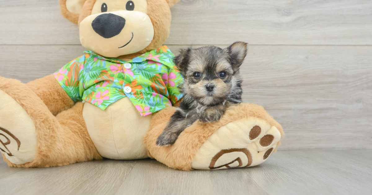 Happy Morkie Capone: 1lb 13oz Designer Puppy