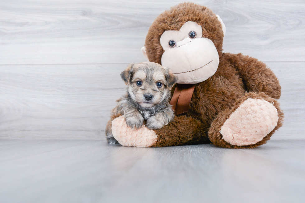 Energetic Yorkie Designer Puppy