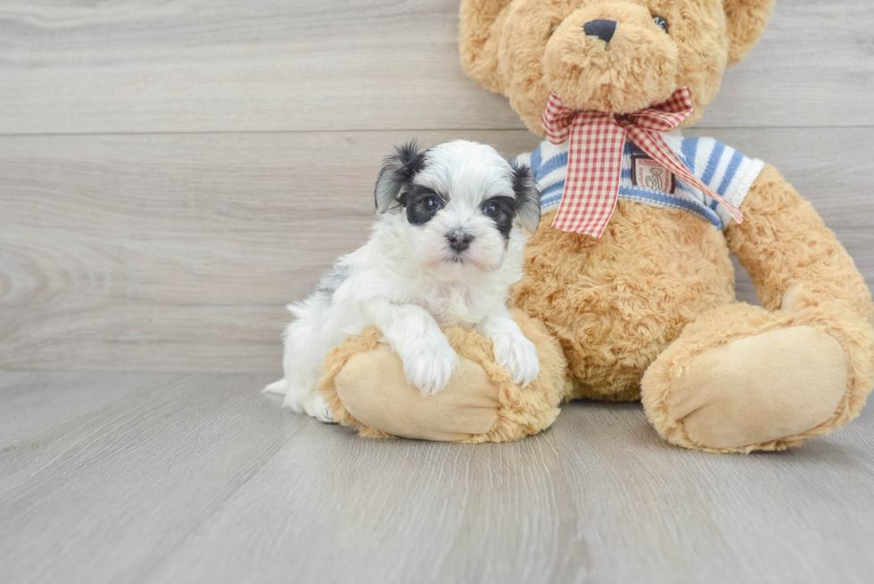 Adorable Yorkie Designer Puppy