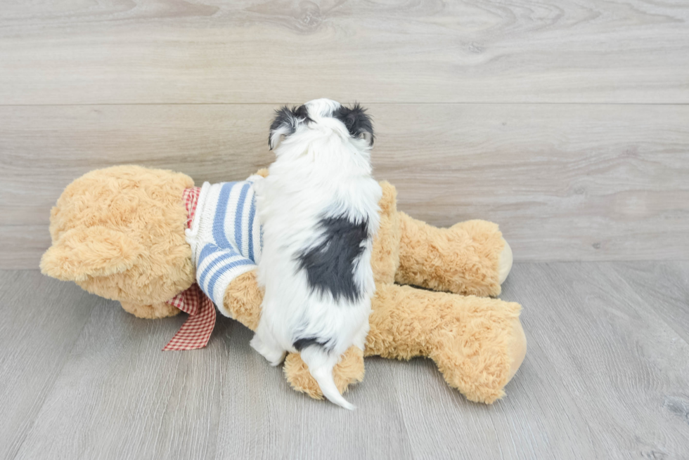 Morkie Pup Being Cute