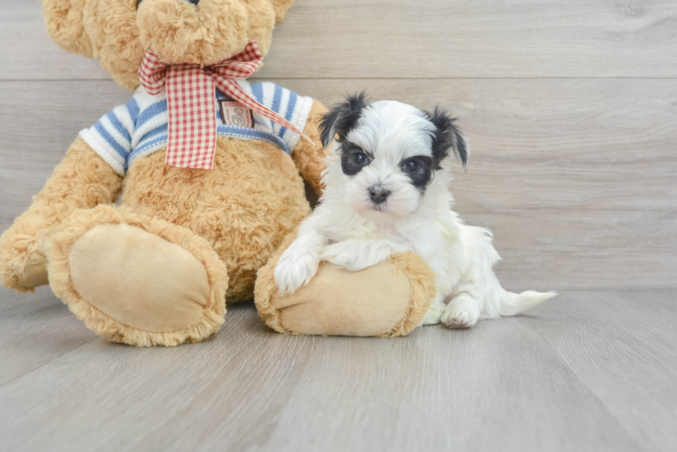 Morkie Puppy for Adoption