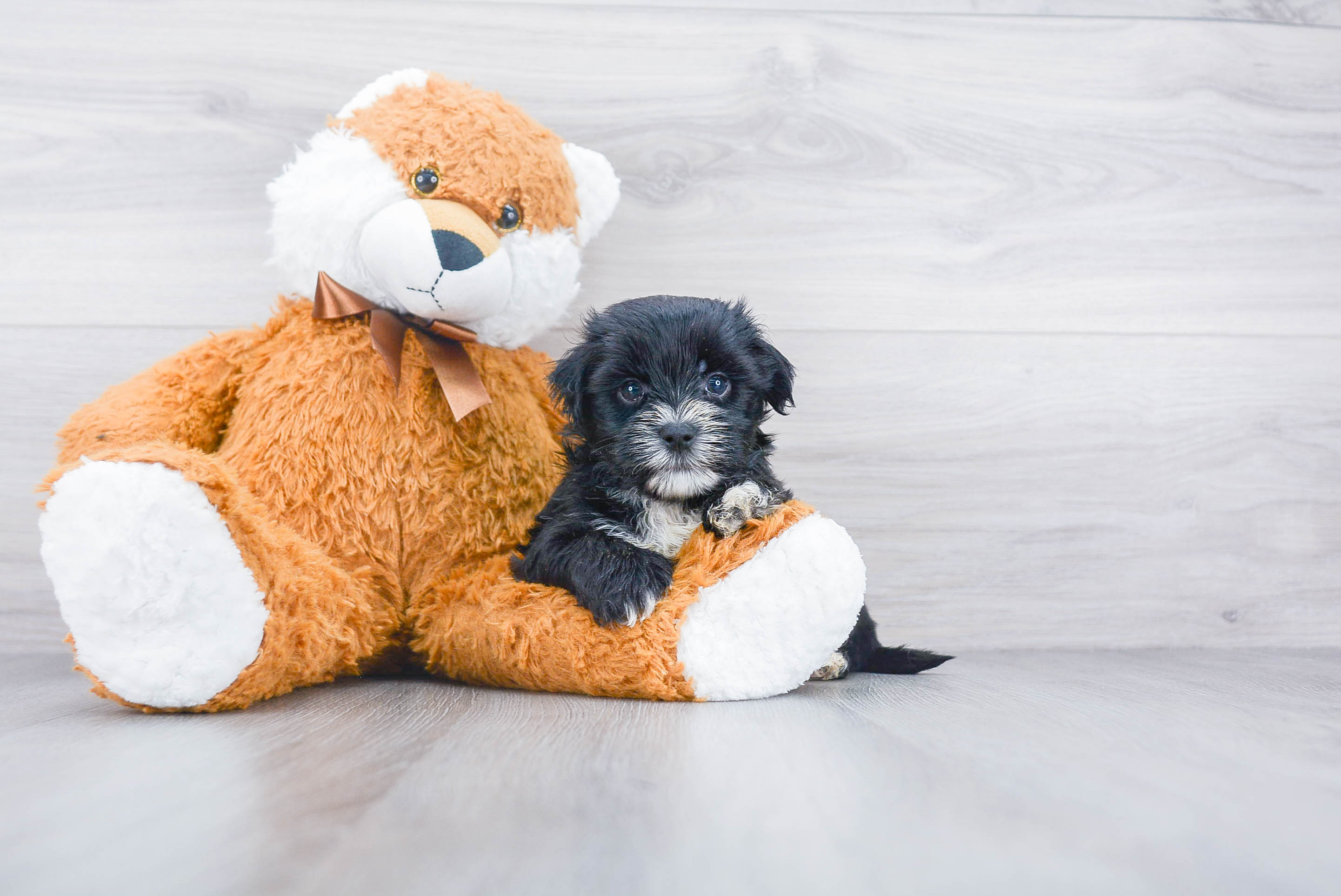 Small Morkie Baby