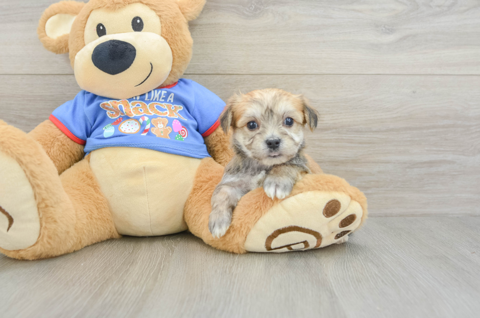 5 week old Morkie Puppy For Sale - Premier Pups