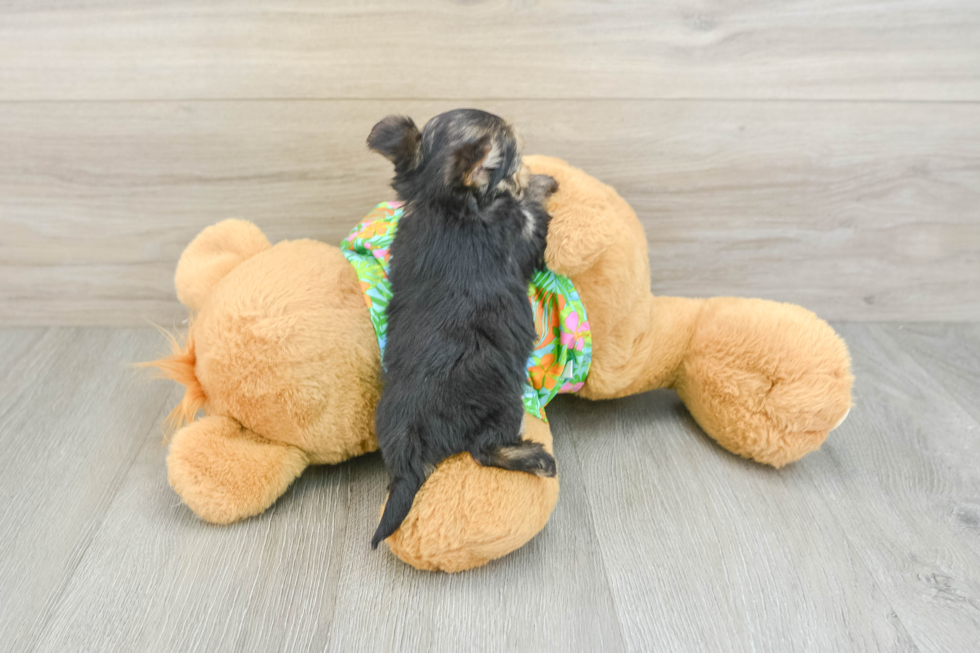 Morkie Puppy for Adoption