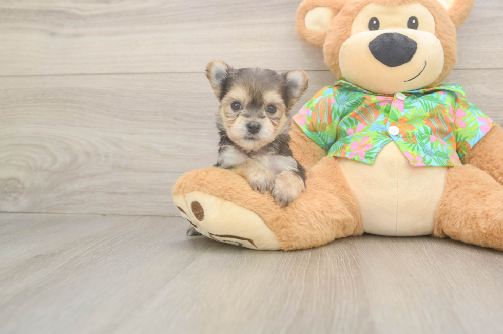 6 week old Morkie Puppy For Sale - Premier Pups