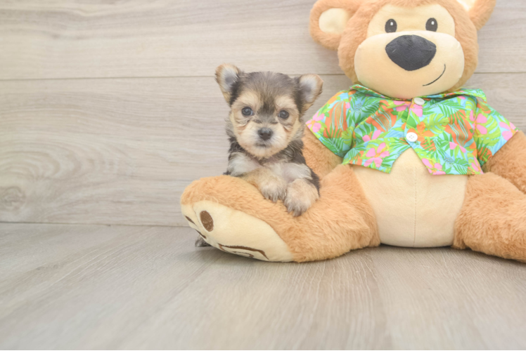 Meet Chase - our Morkie Puppy Photo  1/3 - Premier Pups Morkie Puppy for Adoption