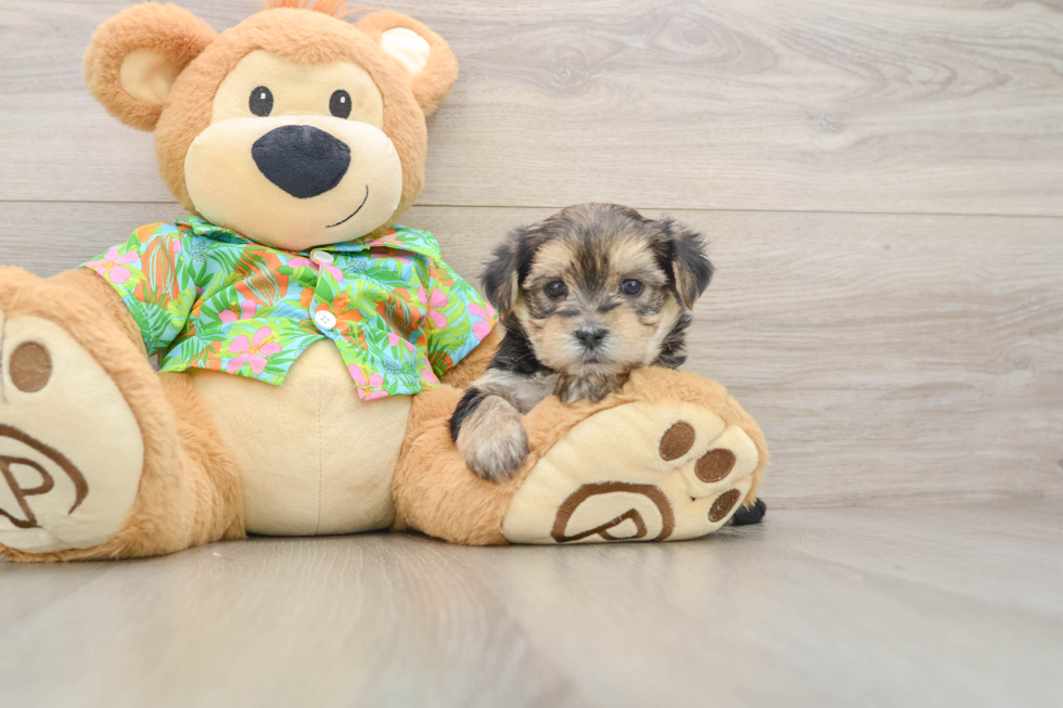 Hypoallergenic Maltiyork Designer Puppy