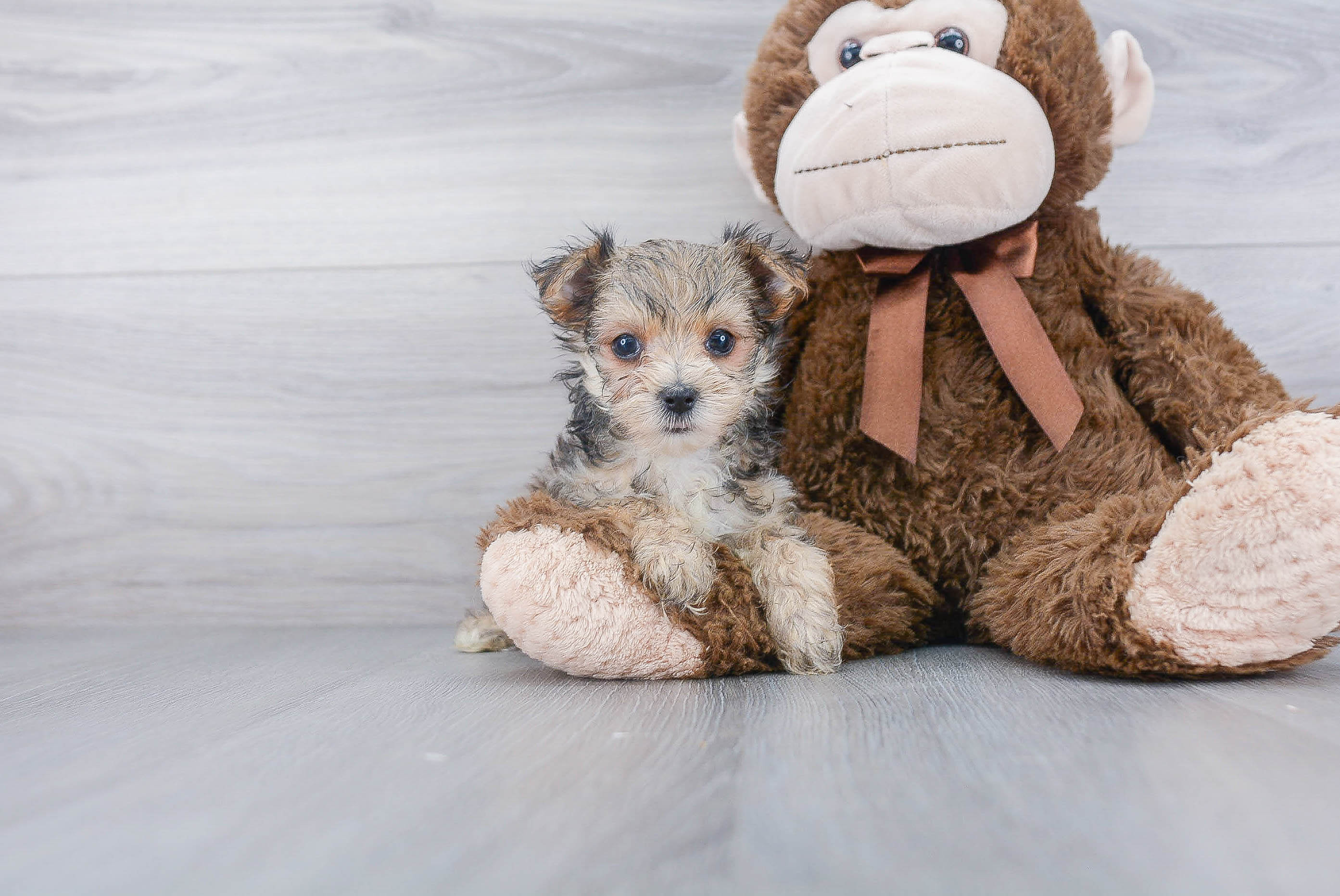 Playful Yorkie Designer Puppy