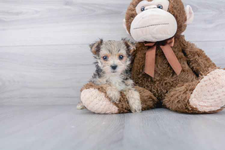 Playful Yorkie Designer Puppy