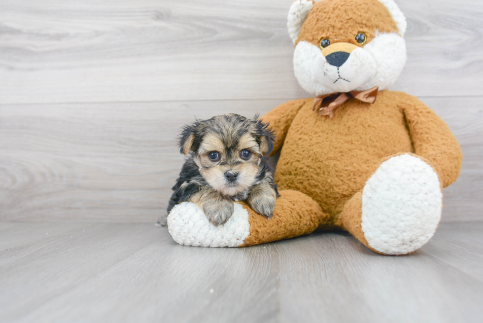 Morkie Pup Being Cute