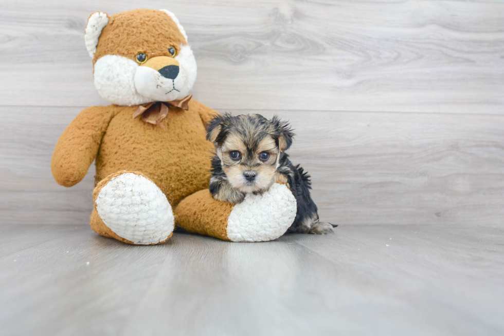 Morkie Pup Being Cute