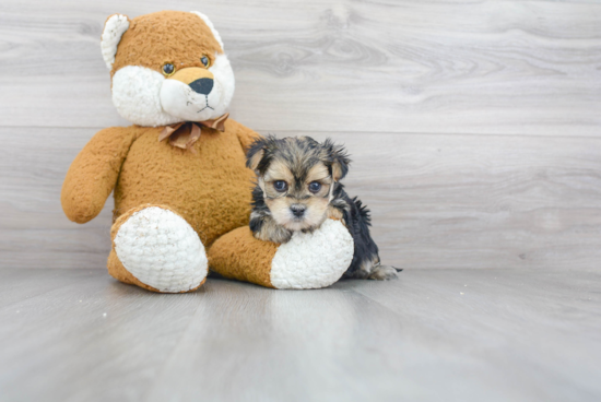 Morkie Pup Being Cute