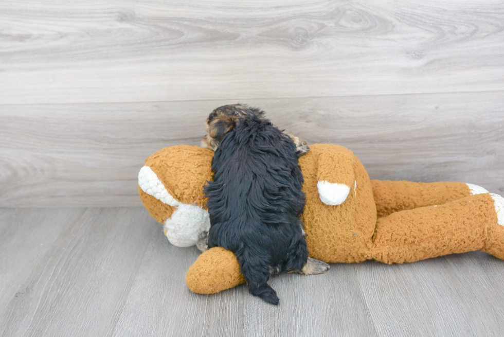 Morkie Pup Being Cute