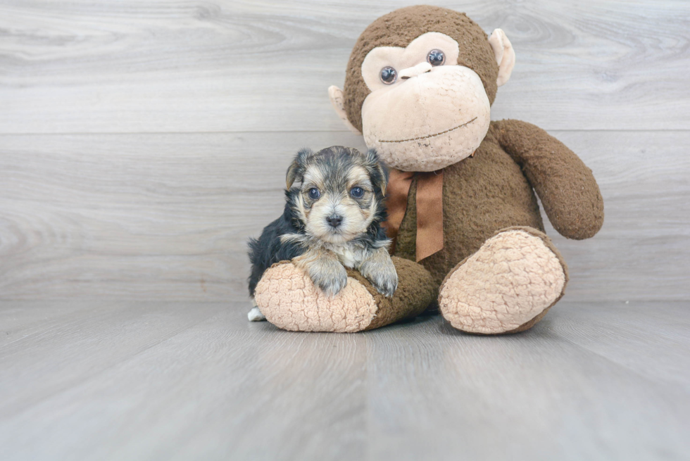 Morkie Puppy for Adoption