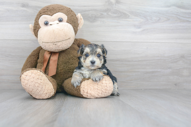 Playful Yorkie Designer Puppy