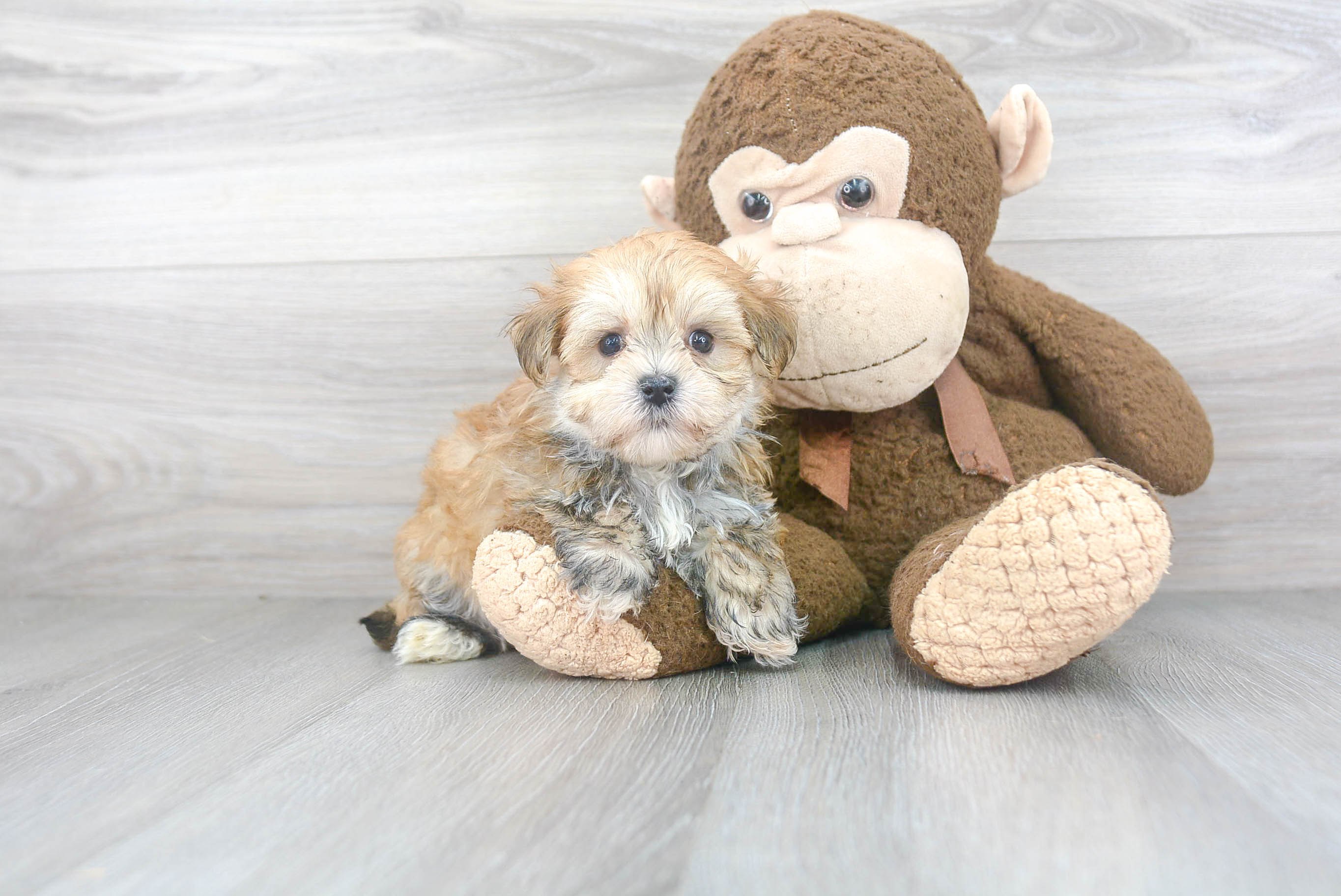 Best Morkie Baby