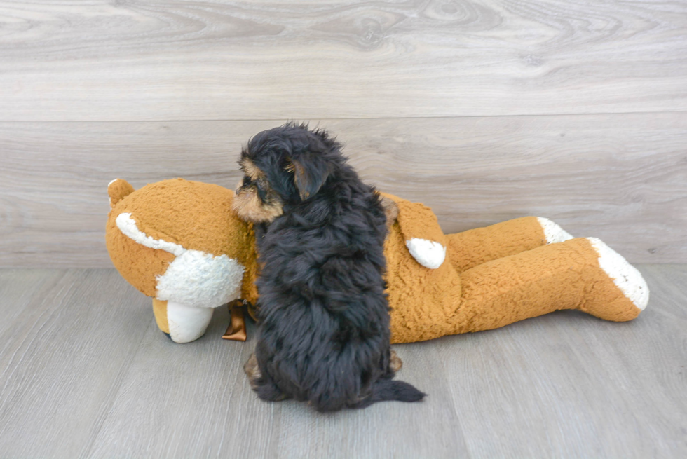 Morkie Pup Being Cute