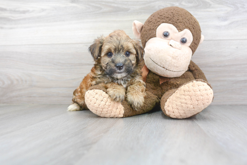 Adorable Yorkie Designer Puppy