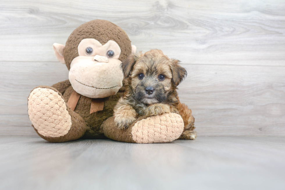 Morkie Puppy for Adoption