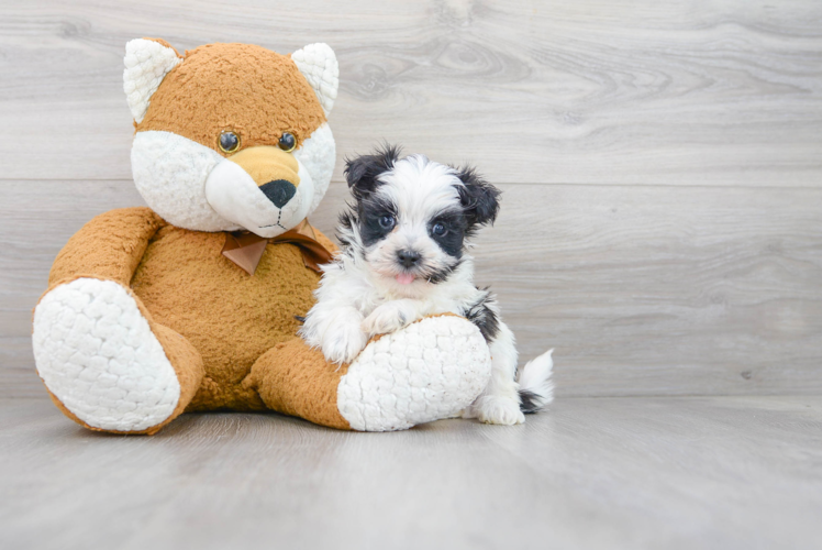 Fluffy Morkie Designer Pup