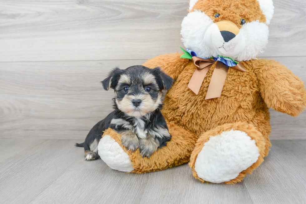 Morkie Pup Being Cute