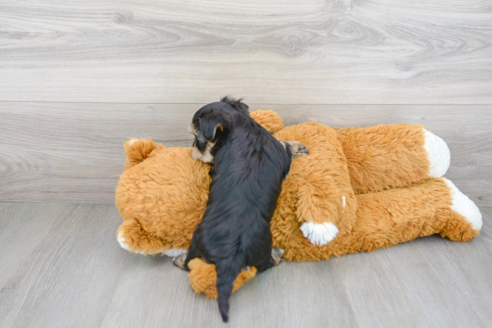 Morkie Pup Being Cute